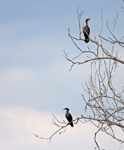 Double-crested Cormorants at evening 4417